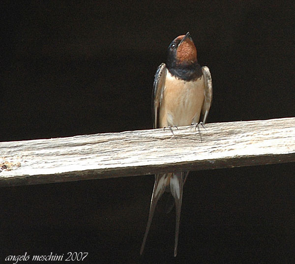 Rondine Hirundo rustica.  via della croce.